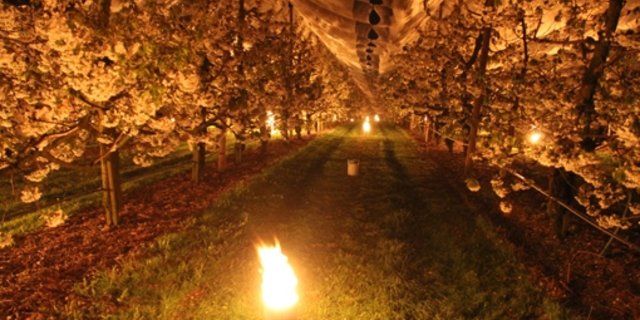 Mit allen Mitteln kämpften die Bauern gegen Frostschäden. (Bild Beat Gisin) 