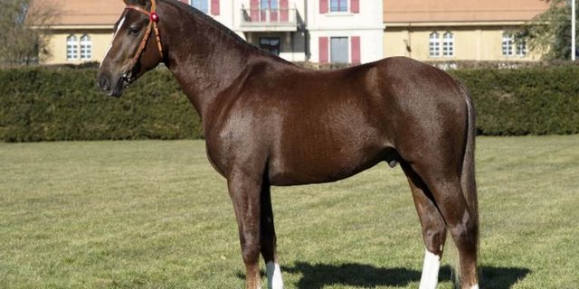 Auch Don Athos hätte 2015 richtigerweise in Glovelier scheitern müssen. Sein weisser Bauchfleck wurde anscheinend erst später entdeckt. (Bild Screeshot/ Agroscope)