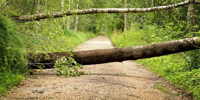 Die Waldpflege wird immer aufwändiger und ist daher nicht mehr wirtschaftlich. Damit die nötigen Unterhaltsarbeiten trotzdem gemacht werden, sollen sie nun finanziell entschädigt werden. (Bild Antranias / Pixabay) 