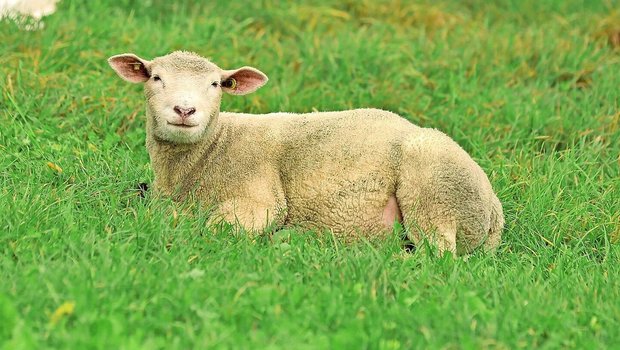 Bereits 129 Schafbetriebe wurden bisher im Kanton Aargau von der Blauzungenkrankheit betroffen. Die Folgen sind teils existenzbedrohend.