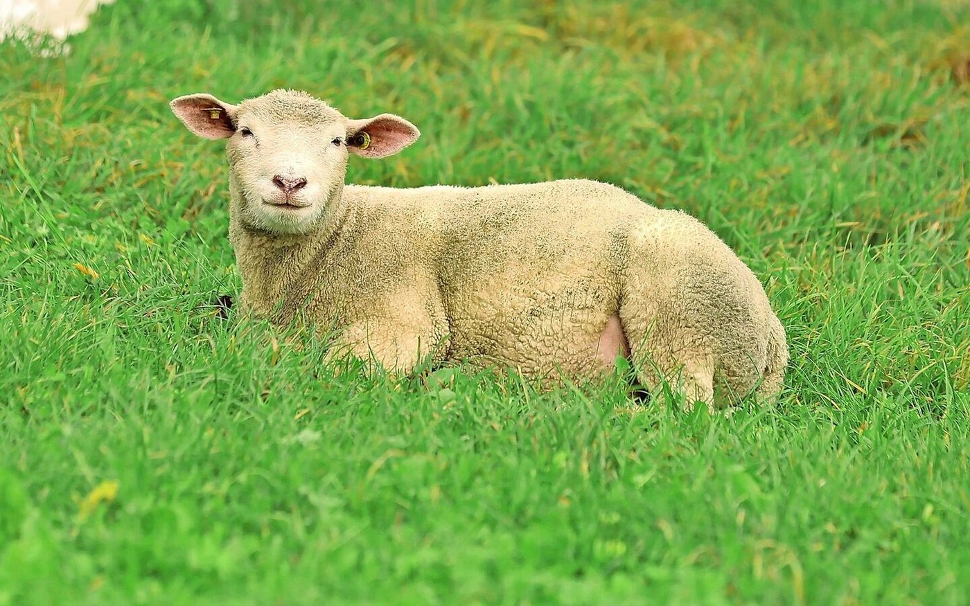 Bereits 129 Schafbetriebe wurden bisher im Kanton Aargau von der Blauzungenkrankheit betroffen. Die Folgen sind teils existenzbedrohend.