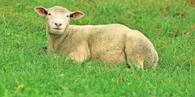 Bereits 129 Schafbetriebe wurden bisher im Kanton Aargau von der Blauzungenkrankheit betroffen. Die Folgen sind teils existenzbedrohend.