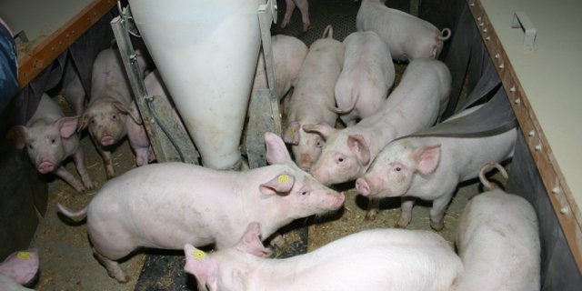 Jagerstall: Im Kampf gegen die Überproduktion wurden verschiedenen Massnahmen beschlossen. (Bild BauZ)