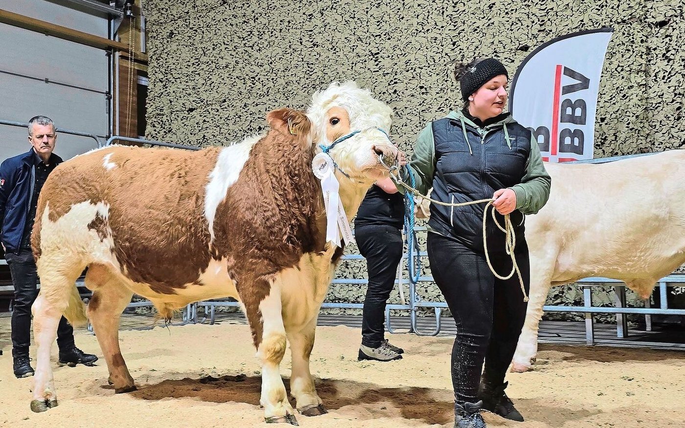 Sieger der Rasse Simmental und Suprême-Champion: Bergers Antonio von Urs und Monika Schmidli, Thalheim AG.