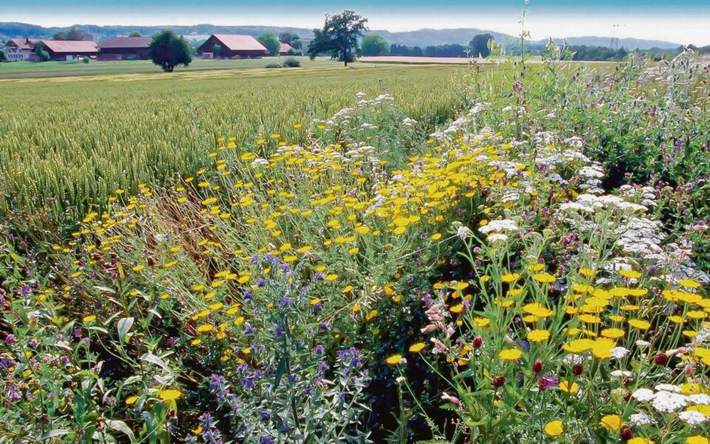 Dieses Bild dürfte ab 2024 häufiger zu sehen sein: Amtlich geforderte Ackerbegleitflora. 