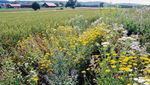 Dieses Bild dürfte a Dieses Bild dürfte ab 2024 häufiger zu sehen sein: Amtlich geforderte Ackerbegleitflora.