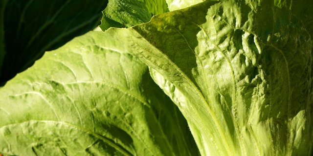 Zuckerhut wird auch Fleischkraut genannt. (Bild Pixabay)