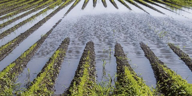 Ein überflutetes Rüeblifeld in Galmiz FR im Seeland: Fotografiert am 18. Juli 2021. Wegen des schlechten Wetters im letzten Sommer dürfte es im Laden schon bald keine Schweizer Rüebli mehr geben.  