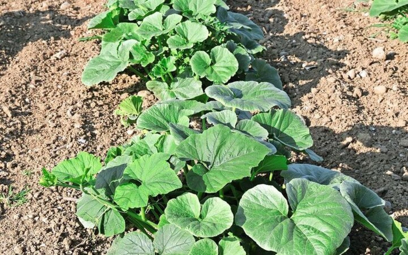 Ende Juni ranken die Kürbisse und beginnen mit dem Reihenschluss.