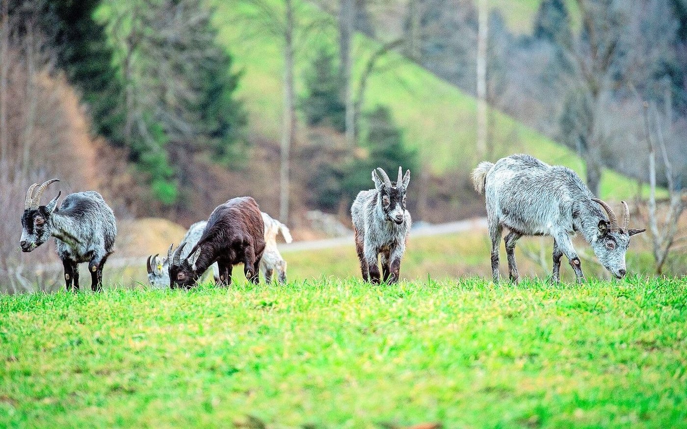 Sich fortzubewegen für die Nahrungsaufnahme ist das natürliche Verhalten von Ziegen. Indem das Tempo bei den Wanderungen dem der Tiere angepasst wird, wird ihnen nichts aufgezwungen.