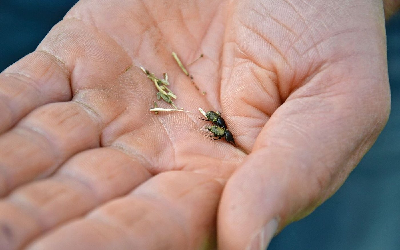 Längliche Mistkäfer, deren C-förmige Larven im Haufen leben. 