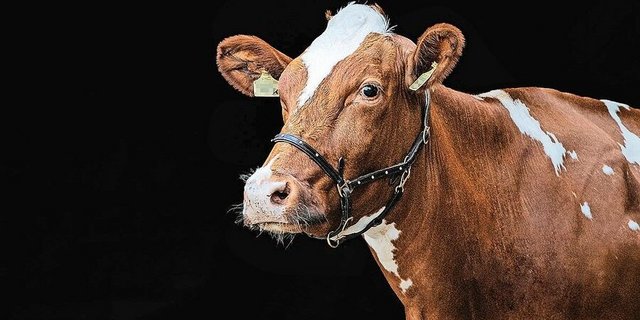 La Forta bedeutet «die Starke». Stark musste sie seit ihrer Geburt am 1. Dezember 2017 schon mehrfach sein. Denn sie gehört zu den Totgesagten. 