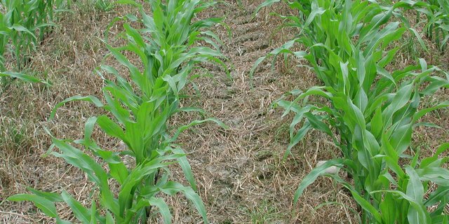 Mais wird häufig mit Direktsaat angebaut. Damit das Gras vor dem Auflaufen vernichtet wird, ist Glyphosat erforderlich.