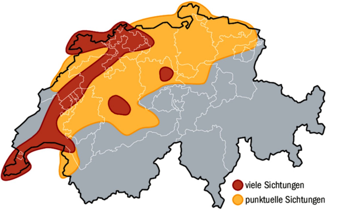 Schematische Darstellungen der Hornissenfunde (Insekten und Nester) 2024. Ein Nest kann mehrere Tausend Tiere beherbergen.