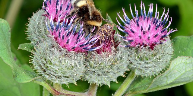 Insekten brauchen Lebensräume, in denen sie auch für sie geeignete Futterpflanzen finden. Denn nicht jedes Insekt kann sich von jeder Blume ernähren. (Bild zVg / Armin Heitzer) 