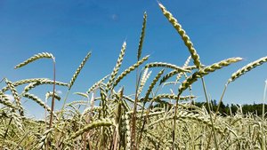 Für pestizidfreien U Für pestizidfreien Urdinkel werden den Produzenten für die nächstjährige Ernte noch 86.– Fr./dt offeriert.