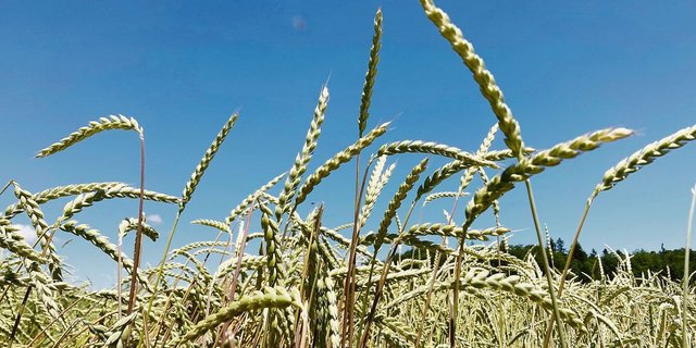 Für pestizidfreien Urdinkel werden den Produzenten für die nächstjährige Ernte noch 86.– Fr./dt offeriert.