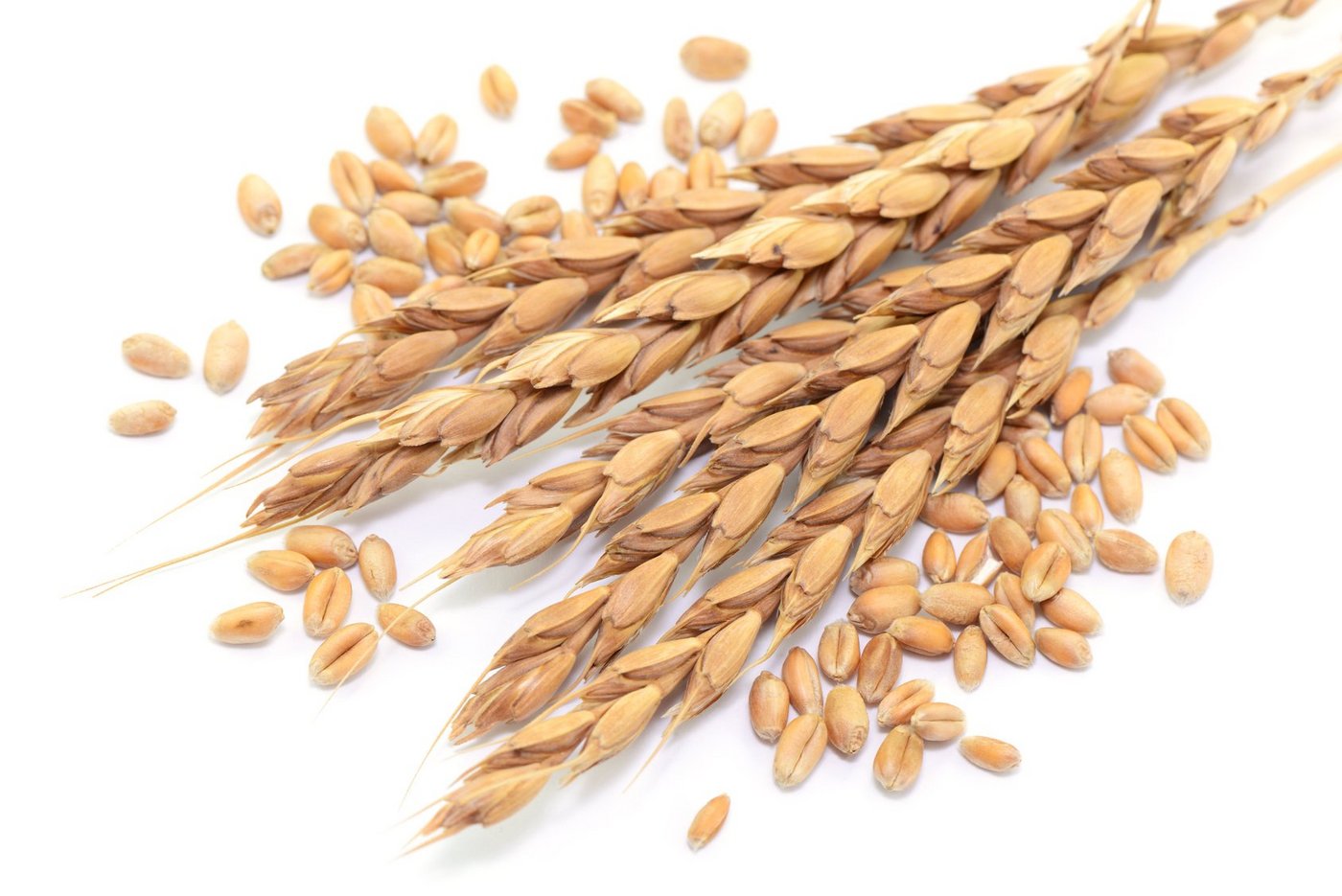 Die Nachfrage nach Bio-Brotgetreide steigt. Bio Suisse passt daher die Richtpreise für Brotgetreide an. (Bild Fotolia)