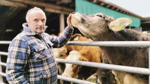 Die Rinder von Thoma Die Rinder von Thomas Michel dürfen neu kein Antibiotika mehr bekommen. Das hat Aldi ohne Vorlaufzeit bestimmt.