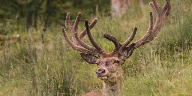 Die wachsende Rothirschpopulation führt in der Schweizer Landwirtschaft zu höherem Druck. (Bild Pixabay)