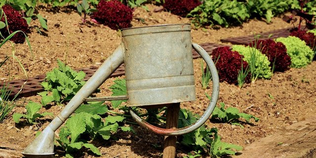 Typischer Gartenboden ist reich an Humus. (Bild Pixabay)