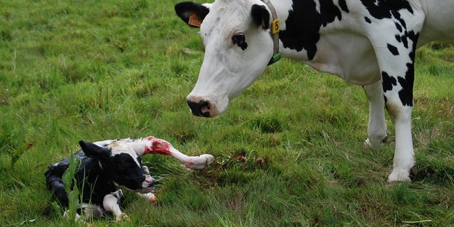 Abkalbungen auf der Weide haben für Kuh und Kalb gesundheitliche Vorteile. (Bild pixabay)