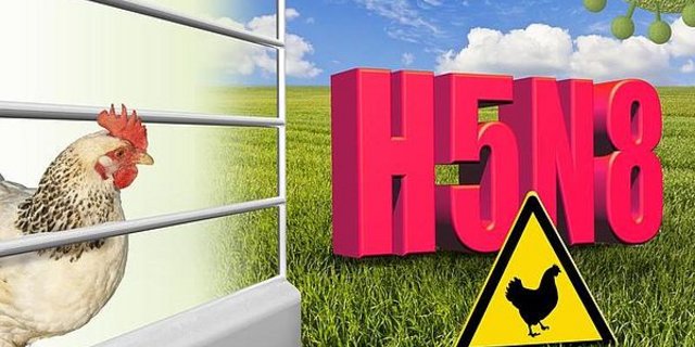 In der Schweiz gibt es bisher keine Fälle der Geflügelpest. (Bild agrar-press)