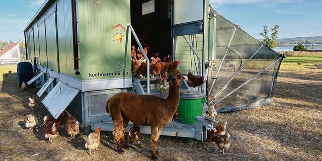 Seit Zollingers Alpakas die Hühner bewachen, haben sie keine Probleme mit Füchsen – zumal sich Hühner und Alpakas gut an einander gewöhnt haben. 