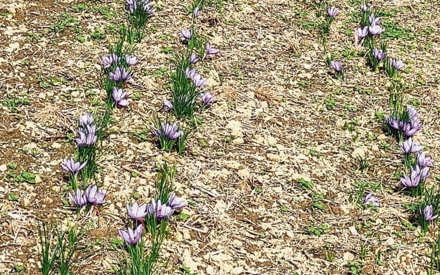 Während der Blütezeit wachsen immer neue Blüten nach. Jede Safranreihe wird täglich nach Blüten abgesucht.  