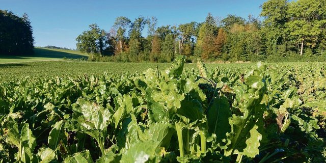 Hat alles geklappt, präsentieren sich die Zuckerrüben in sattem Grün. Wichtig sei jetzt, dass diese möglichst lange im Boden bleiben, damit das Wachstumspotenzial voll ausgeschöpft wird. 