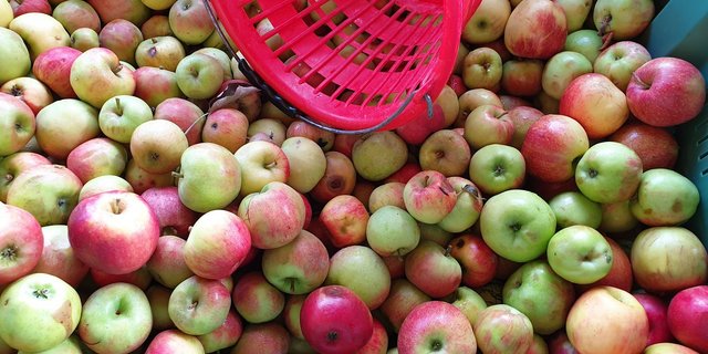 Diese Mostäpfel in Harasse sind parat zum Mosten.