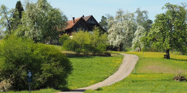 Steht momentan in voller Blütenpracht: Urs Streulis Obstgarten oberhalb des Zürichsees in Horgen. (Bilder Christian Weber)