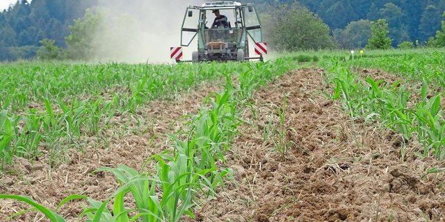 Auch im Maisanbau führen viele Wege nach Rom. Anbautechnikversuche helfen bei der Entscheidungsfindung.Bild: Liebegg