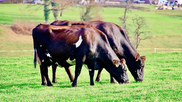 Zwischen den Zwillingskühen Iona und Ina bestand eine starke Verbundenheit. Ob auf der Weide oder beim Melken, die beiden waren immer zusammen unterwegs.  