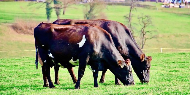 Zwischen den Zwillingskühen Iona und Ina bestand eine starke Verbundenheit. Ob auf der Weide oder beim Melken, die beiden waren immer zusammen unterwegs.  
