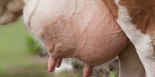 Sollte bei Laktationen der Unterbruch bei den Milchwägungen 75 Tage und mehr betragen, werde diese Zeitspanne überbrückt. (Symbolbild PIxabay)