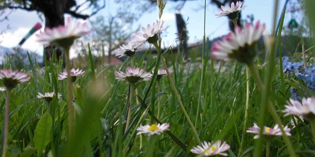 Trockenheit kann Wiesen zu schaffen machen und zur Folge haben, dass darin weniger verschiedene Pflanzen wachsen. (Bild Juliane Santos / landwirtschaft.ch)