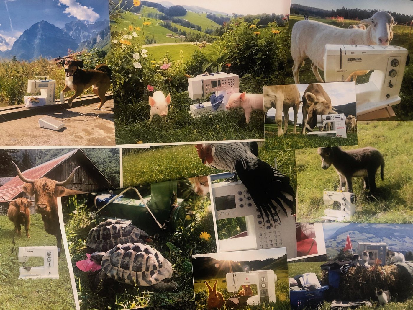 Das waren die zehn nominierten Bilder des Tier-Wettbewerbs. (Collage et)