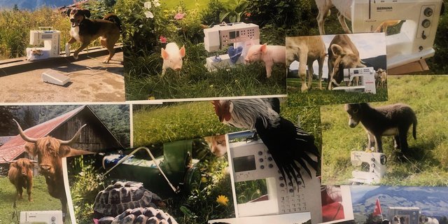 Das waren die zehn nominierten Bilder des Tier-Wettbewerbs. (Collage et)