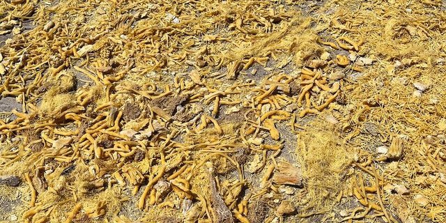 Nahaufnahme des Teigwaren-Bruchs, der auf dem Boden trocknet.