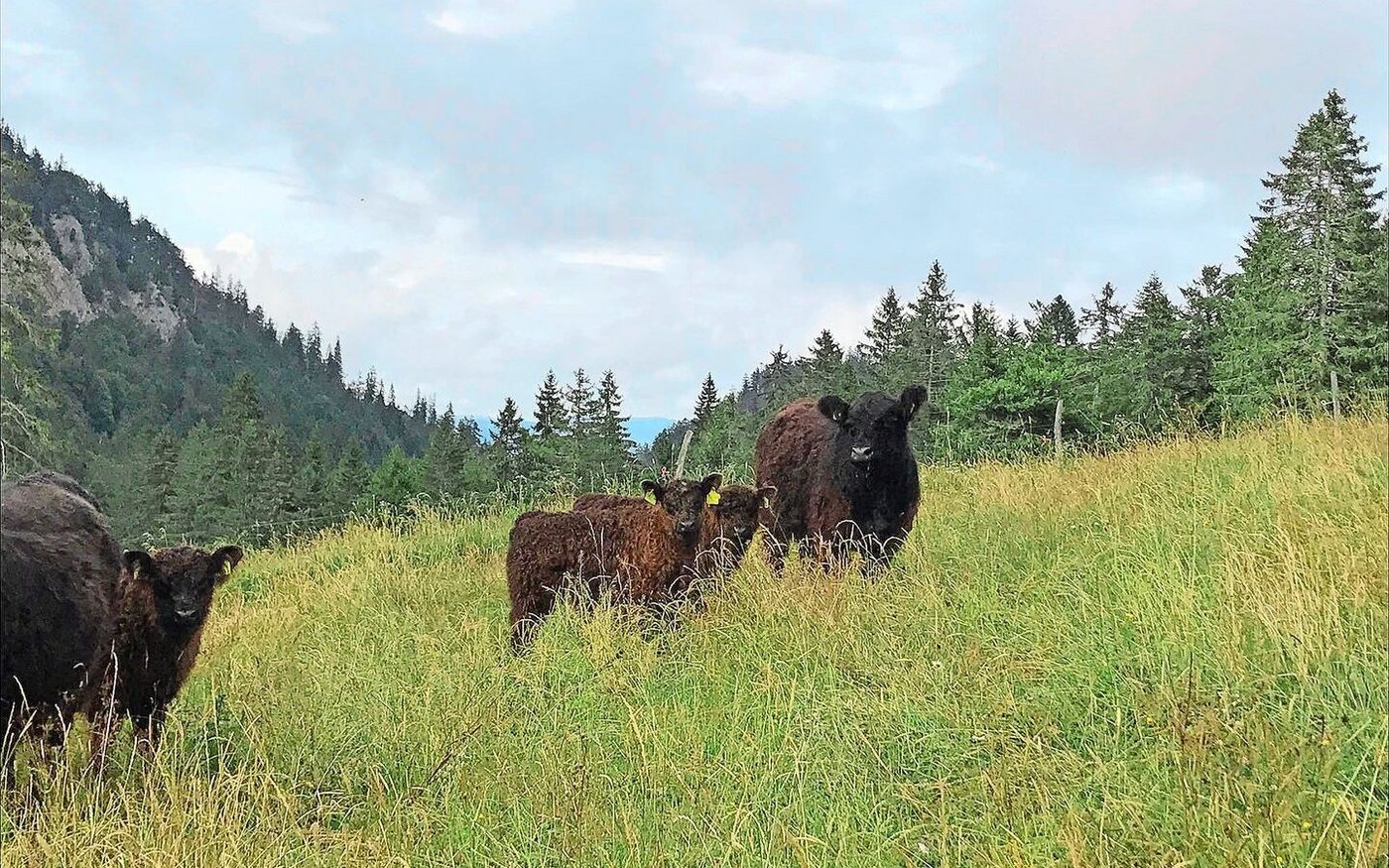 Die Galloway-Mutterkuhherde verbringt jeweils den Sommer auf der betriebseigenen Alp im Waadtland.