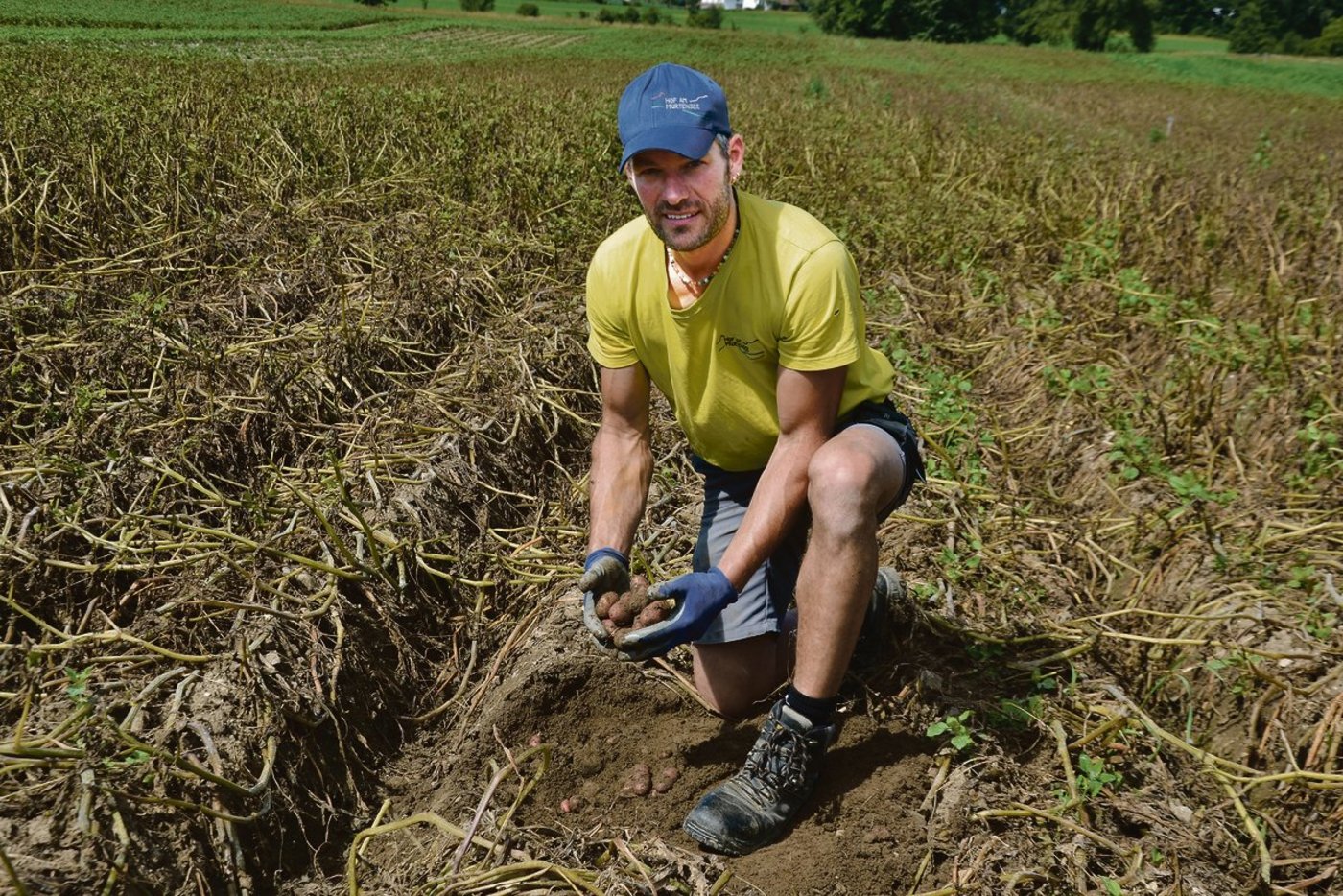 Auch ein Teil der Kartoffelfelder von Stefan Krähenbühl aus Greng FR sind von der Kraut- und Knollenfäule betroffen.(Bild Peter Fankhauser)