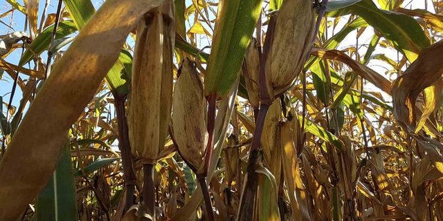 Vielerorts ist der Mais schon notreif, allerdings weit entfernt von Kolben dieser Grösse. (Bild Archiv)