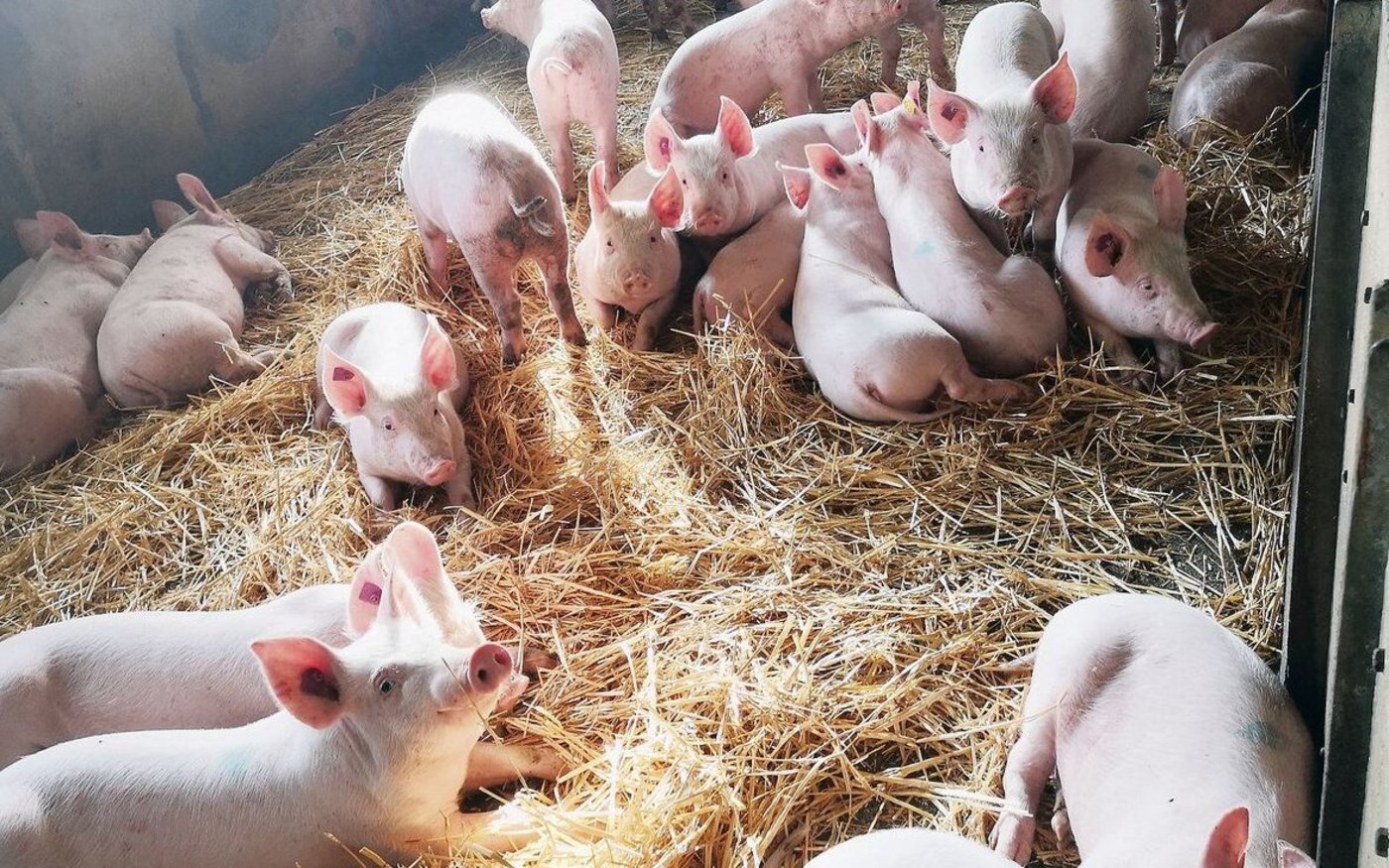 Die Ferkel geniessen trotz Reinigungspanne die saubere und frisch eingestreute Liegefläche.