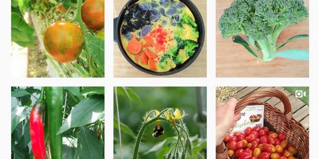 Ein Blick auf das Instagram-Profil der Seeländer Gemüseproduzenten. (Bild Screenshot Instagram)