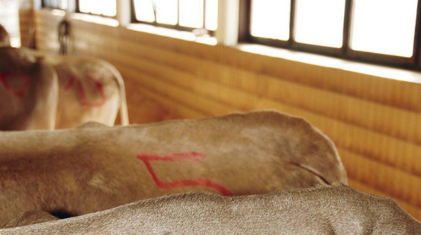 Zucht- und Nutzvieh verkauft sich aktuell sehr gut.  (Symbolbild aem)