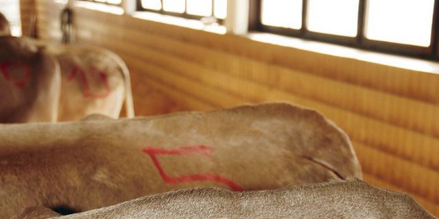 Zucht- und Nutzvieh verkauft sich aktuell sehr gut.  (Symbolbild aem)