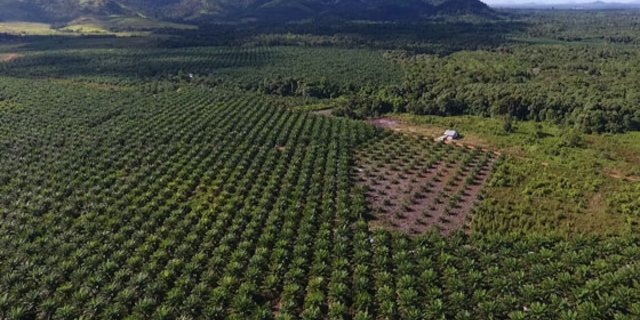 Die Monokulturen verdrängen die Regenwälöder. (Bild Brot für alle/Urs Walter)