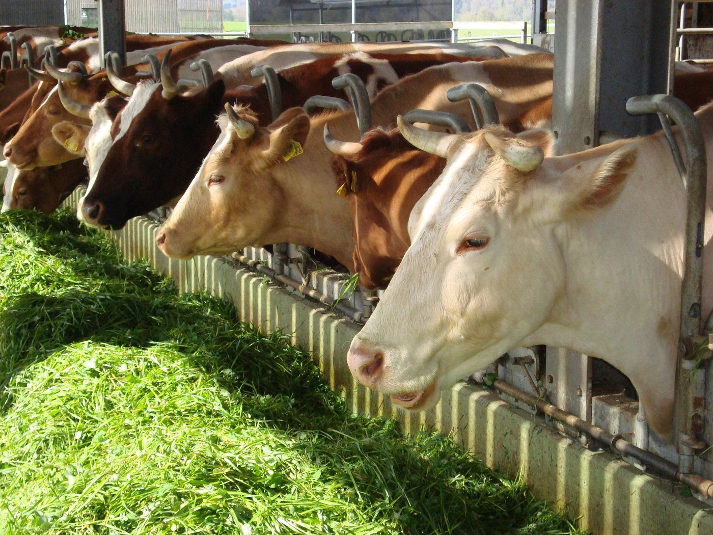Je einfacher, desto effizienter. Das gilt auch für die Milchviehfütterung. (Bild BauZ)