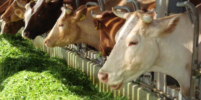 Je einfacher, desto effizienter. Das gilt auch für die Milchviehfütterung. (Bild BauZ)